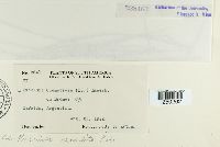 Puccinia recondita image