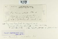 Puccinia recondita image