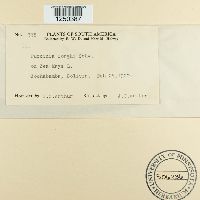 Puccinia sorghi image