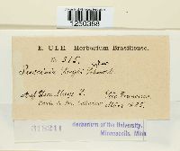 Puccinia sorghi image