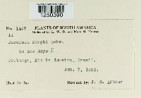 Puccinia sorghi image