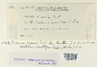 Puccinia vexans image