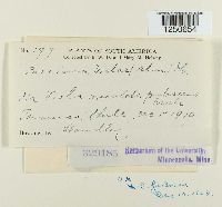 Puccinia violae image