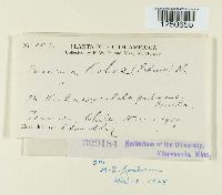 Puccinia violae image