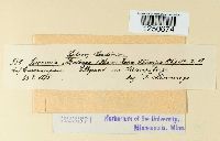 Puccinia acetosae image