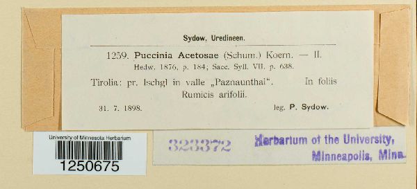 Puccinia acetosae image