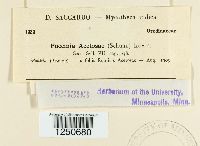 Puccinia acetosae image