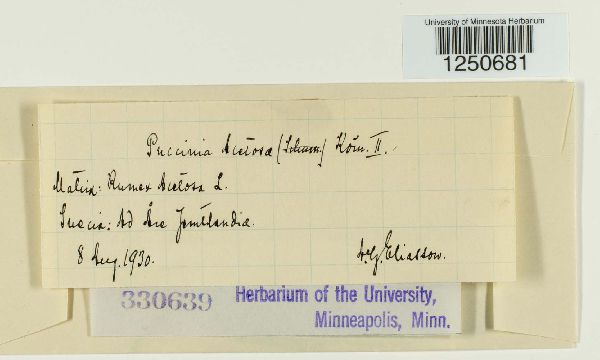 Puccinia acetosa image