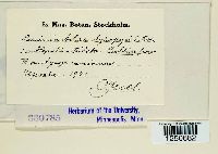 Puccinia acetosa image