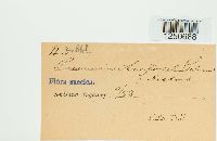 Puccinia acetosa image