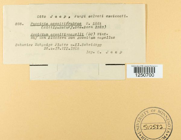 Puccinia aconiti-rubrae image