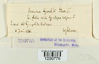 Puccinia recondita image