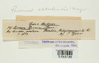 Puccinia albulensis image