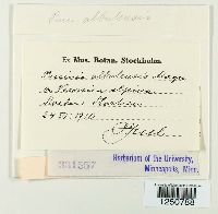 Puccinia albulensis image