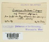 Puccinia albulensis image