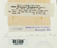 Puccinia albulensis image