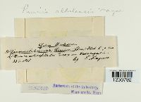 Puccinia albulensis image