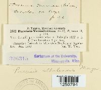 Puccinia albulensis image