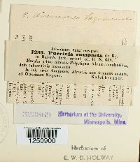 Puccinia anemones-virginianae image