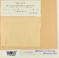 Puccinia anemones-virginianae image