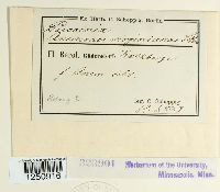 Puccinia anemones-virginianae image