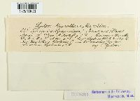 thumbnail image of current specimen