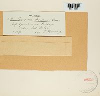 thumbnail image of current specimen