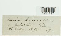 thumbnail image of current specimen