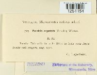 Puccinia argentata image