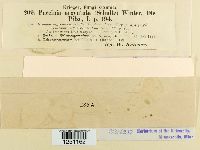 Puccinia argentata image