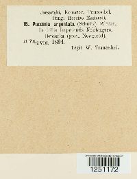 Puccinia argentata image