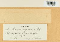 Puccinia argentata image