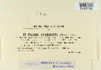 Puccinia sessilis image