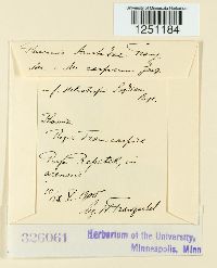 Puccinia aristidae image