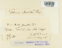 Puccinia aristidae image