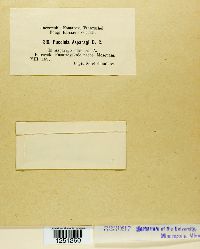 Puccinia asparagi image