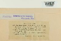 Puccinia cnici-oleracei image