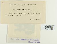 Puccinia cnici-oleracei image