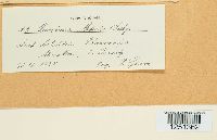 Puccinia cnici-oleracei image