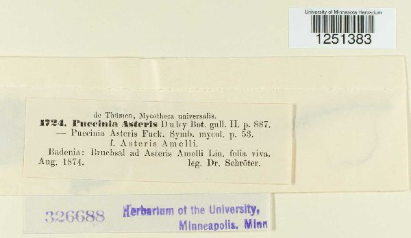 Puccinia cnici-oleracei image