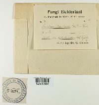 Puccinia bardanae image