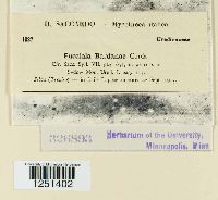 Puccinia bardanae image