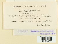 Puccinia bardanae image