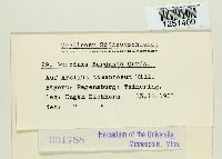 Puccinia bardanae image