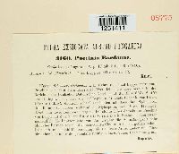 Puccinia bardanae image