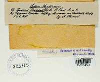 Puccinia bistortae image