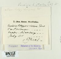 Puccinia bistortae image