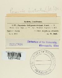 Puccinia bistortae image