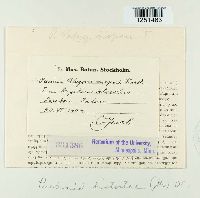 Puccinia bistortae image