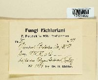 Puccinia bistortae image